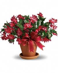 Merry Christmas Cactus In Huntington Wv Spurlock S Flowers Greenhouses Inc