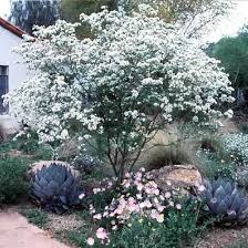 Look no further for phenomenal service and healthy trees at a large, upright shade tree native to texas. Austin Texas Landscaping Design Installation Irrigation Stonework For Central Texas Native Trees For Front Yard Front Yard Landscaping Texas Landscaping