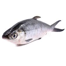 Cuma kalau protein ikan memang lebih tinggi dari susu. Beli Milk Fish Ikan Susu Dari Cold Storage Happyfresh Putrajaya