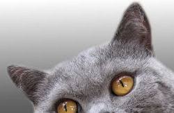 It can prevent debris and dirt from entering the feline's ear. What Breeds Are In Our Cat Look At The Ears