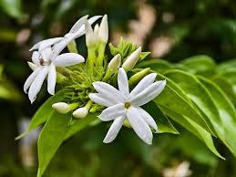 Image result for Jasminum multiflorum