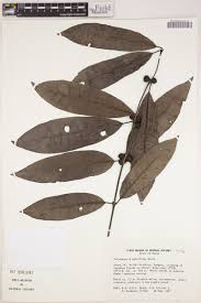 Image result for Polysphaeria multiflora