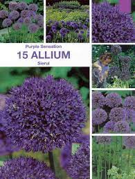 sierui purple sensation google zoeken zierlauch garten pflanzen