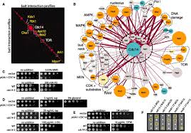 Image result for network yeast