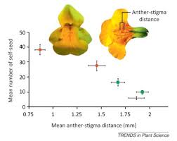 Image result for Mimulopsis