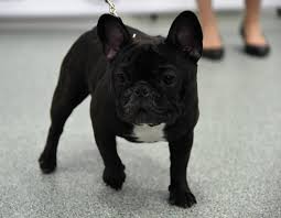 Check spelling or type a new query. Chicago Rescue Caring For 23 French Bulldog Puppies Found In Van Chicago Il Patch