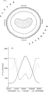 Image result for Samanea leptophylla