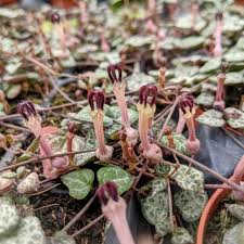 Image result for Ceropegia crassifolia