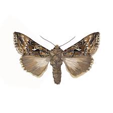 Image result for Autographa gamma