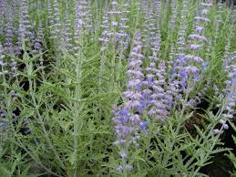 Image result for Perovskia atriplicifolia lacey blue lisslitt photo