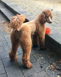 What's the average weight of a large dog? Storm 1 Year Old 24 Inches 45 Pounds Standard Poodle Fall Day Poodle Poodle Doodle Standard Poodle