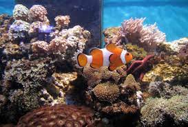 Senzatii interesante, lucruri noi pentru majoritatea, traim vizitand acest muzeu, al doilea in europa daca am priceput eu bine. Centrul Muzeal Eco Turistic Delta DunÄƒrii Icem Tulcea