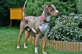 It is recognized by the united kennel club (ukc) as a scenthound and is in the american kennel club's foundation stock service. Louisiana Catahoula Leopard Dog Wikipedia