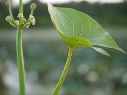 Image result for Limnophyton obtusifolium