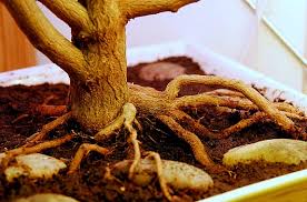 Fatalii S Empire Bonsai Chiles Bonchi