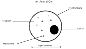 Cells that are adapted for different functions are called. Animal Cells Ks3 Science