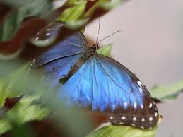 To continue efforts to prevent the spread of. Butterfly House Horniman Museum And Gardens