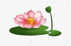  Gambar Ilustrasi Kartun Bunga Teratai Ilustrasi Kartun Ilustrasi Teratai Teratai Png Transparan Clipart Dan File Psd Untuk Unduh Gratis Ilustrasi Kartun Bunga Teratai Ilustrasi