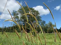 Image result for Setaria homonyma