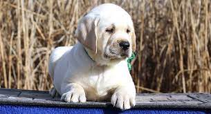 Labrador Retriever Lifespan How Long Do Labradors Live