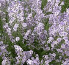 Image result for Diclis tenella