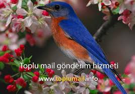 Toplu Mail Toplu Mail Adresleri Toplu Sms Toplu Sms Gonderimi Guzel Kuslar Kus Resimleri Kus Duvar Kagidi