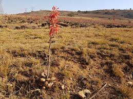 Image result for Aloe carnea