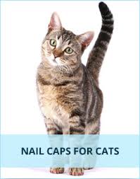 Softclaws Com Nail Caps For Cats And Dogs