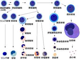 骨髄球 Wikipedia