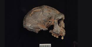 Learn what makes something petrified. Fossil Footprints Are The Oldest Evidence Of Humans In The Americas Natural History Museum