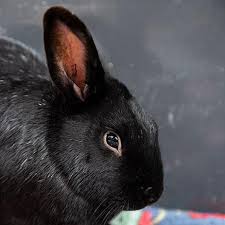 One of rabbit breeding's happy accidents, the havana comes from a. Male Havana Named Joshua Available For Adoption
