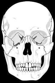Blank skull anatomy coloring pages. Human Skull Onlinelabels Clip Art