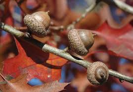 Image result for Rourea coccinea