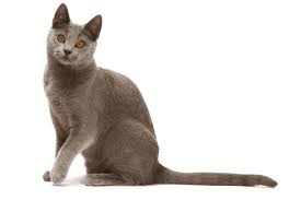 Image result for chartreux