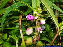 Image result for Polygala persicariifolia