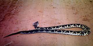 Bothrops Jararacussu Wikiwand Especies De Serpientes Serpientes Venenosas Especies