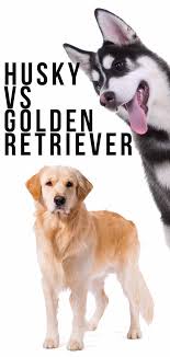 A golden retriever personality is similar to that of a husky in that they are calm, affectionate, and extremely welcoming. Husky Vs Golden Retriever Which One Is Right For You