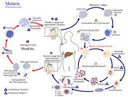The latter two characteristics help determine the probability that the organism is resistant to certain antimalarial drugs. Malaria Wikipedia