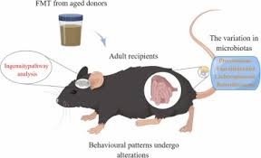 Image result for Fecal Transfer