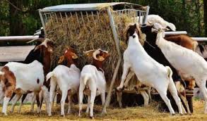 Goats are used for their meat and the consumption market forms a major share of the customer base for goat farming businesses. Starting A Goat Farm Example Of A Business Plan Business In America