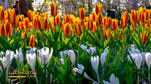 Di indonesia pun ada taman bunga yang menyediakan pemandangan bunga sakura yang indah. Taman Bunga Tulip Keukenhof Belanda Indohollandtours Blog Ep Travel Blogger