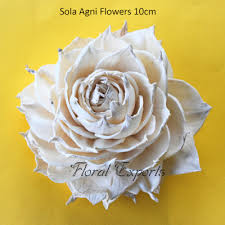 30% off fifth avenue collection and filler. Sola Aster 6cm Colour Sola Flowers Australia I Wholesale