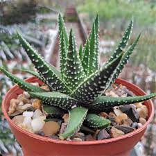 Il mondo esotico delle piante grasse e delle piante carnivore si svela ai nostri lettori attraverso oltre alle piante grasse in questa rubrica trovano spazio le piante carnivore, una tipologia di pianta che. Piante Grasse Come Curare Coltivare E Far Fiorire Le Piante Grasse
