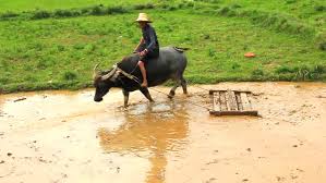 Maybe you would like to learn more about one of these? Yangshuo April 28 Man Stock Footage Video 100 Royalty Free 3237478 Shutterstock