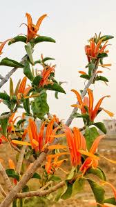 Image result for Anisotes