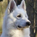 Pakistani Dog Photos And Videos Fighter Bully Dog Kutta Bully Dog Canine Family Dog Photos