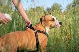 How To Treat Mosquito Bites In Dogs