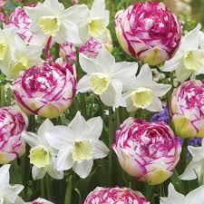 Tresamble Narcissus And Double Touch Tulip Pretty Flowers Flowers Narcissus