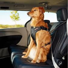 It comes with safety belt attachments that have been tested for tensile strength which you can also use to take your dog for. Black Dog Car Seat Belt Strap Adjustable Small 25 40cm Dogculture