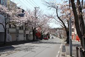 青葉台「桜楽坂」の桜が開花 見頃は来週でフォトコンテストも - 港北経済新聞